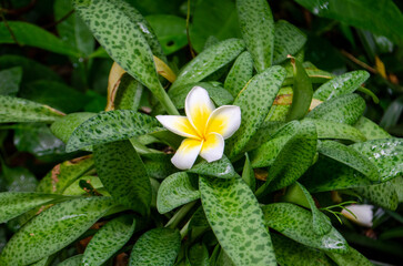frangipani on the garden