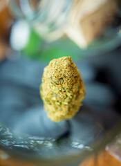 A young man examines under a magnifying glass the joints and buds of medical marijuana