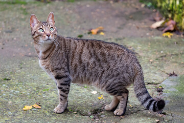 Naklejka na ściany i meble Bengal crossbreed cat, male, with its beautiful fur.