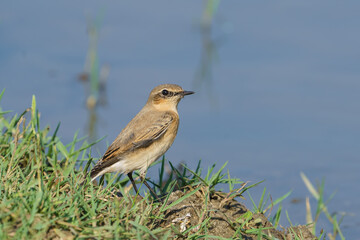 Northern Wheatear (Oenanthe oenanthe) perched in grass on lake shore