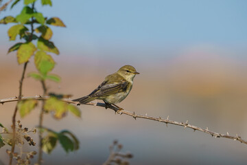 Common Chiffchaff (Phylloscopus collybita) perched on a tree branch