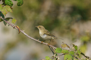 Common Chiffchaff (Phylloscopus collybita) perched on a tree branch