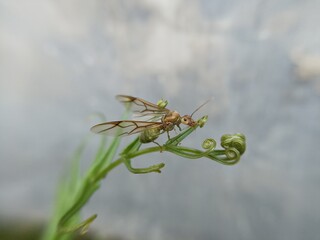 spider on a flower