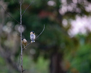 birds on a branch