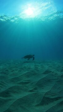 Slow Motion Shot Of Sea Turtle Swimming Over Sand In Ocean - Waikiki, Hawaii