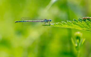 Dragonfly on green grass in nature