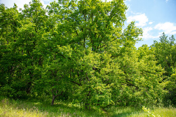 Fototapeta na wymiar Green trees in the forest in summer.