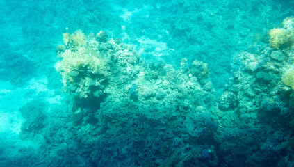 Coral reef at the bottom of the Red Sea.