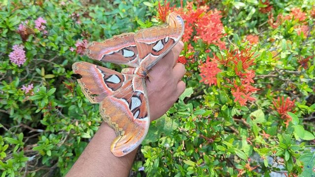 a mature, aged and large atlas moth in the garden shivering and trying to balance and walk on a human hand 