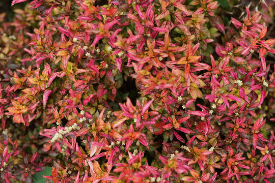 Beautiful Alternanthera ficoidea red as know as Krokot Kriminil or krokot daun merah in Indonesia