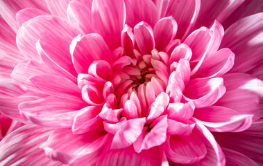 Fototapeta premium Petals of pink chrysanthemum flowers as background.