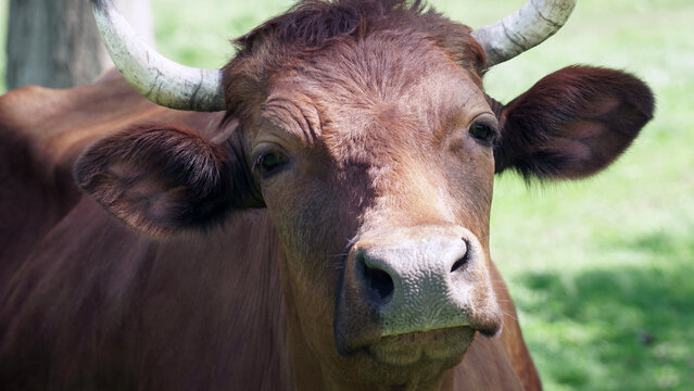 Portrait of a cow or bull on a background of green grass in a field close-up