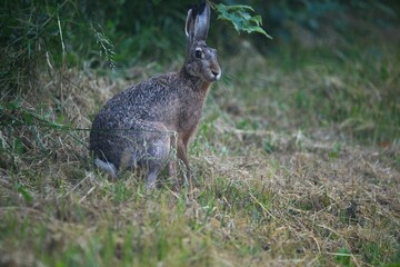 Feldhase am Waldrand
