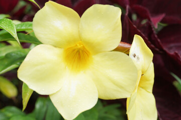 Obraz na płótnie Canvas beautiful yellow Alamanda flowers in the garden