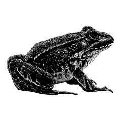 Edible Frog hand drawing. Vector illustration isolated on background.