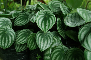 Watermelon Peperomia leaves pattern grown at indoor house plants