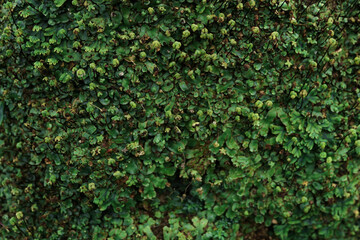 Fototapeta na wymiar Common liverwort (Marchantia polymorpha) moss on the old stones