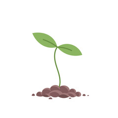 Young plant sprout. Seedling germination. Sprout on the pile of soil. Plants growing.