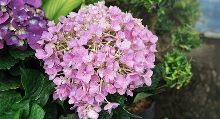 Obraz premium Hydrangea flower blooming in spring and summer in a garden.