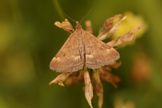 Close up on a straw - barred Pearl moth, Pyrausta despicata with spread wings in the vegetation