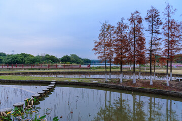 Landscape of Dongguan Ecological Garden in south china. Leaves of bald cypress turn copper red in winter. The calm lake water reflects the scenery on the shore.