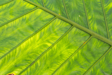 Naklejka na ściany i meble green leaves for background and wallpaper. closeup nature view of green leaf and palms background. Flat lay, dark nature concept, tropical leaf