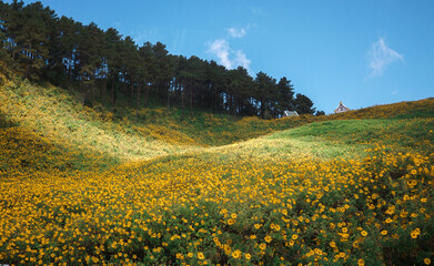 flowers in mountains