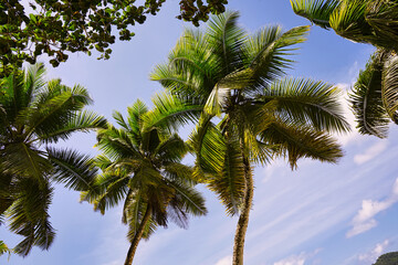 coconut palm trees near the beach
