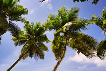 coconut palm trees near the beach