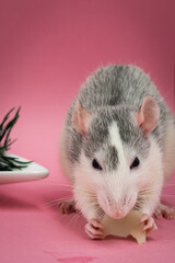 Cute pet rat eating with pink background