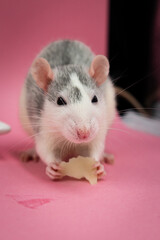 Cute pet rat eating with pink background