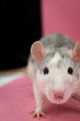 Cute pet rat with pink background