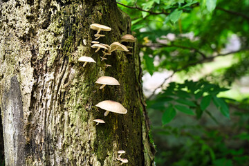 mushroom on dead tree trunk in the spiced garden 