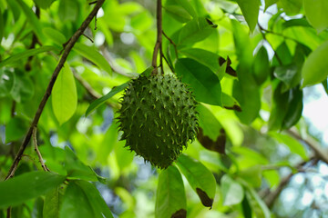 soursop fruit inside the spiced garden
