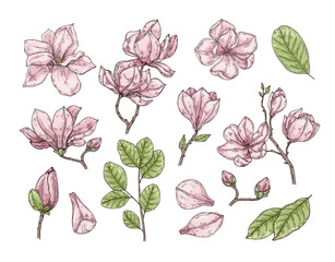 Sketch set of colored magnolia flower. Hand drawn vector flower in retro style.