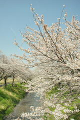 杭瀬川の土手に咲く桜の花吹雪と花筏