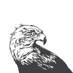 eagle on a white background