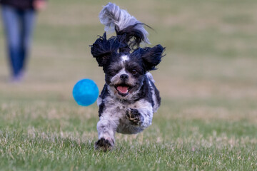 Bichon Shih Tzu Playing