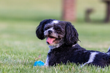 Fototapeta premium Bichon Shih Tzu Playing