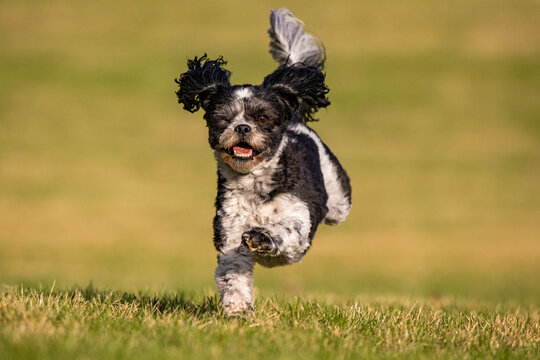 Bichon Shih Tzu Playing