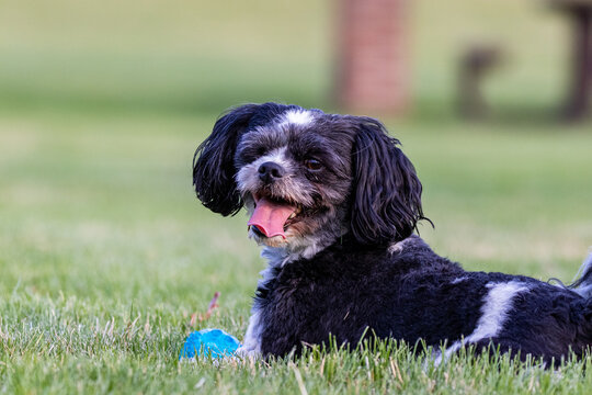 Bichon Shih Tzu Playing