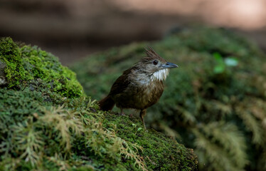 Ochraceous Bulbul Body feathers above and below are more dark brown. The gray color on the cheeks is not pronounced. dark brown butt