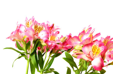 Bouquet of alstroemeria (lilies)