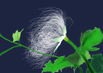 夜に咲く白い烏瓜の花