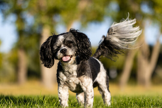 Bichon Shih Tzu Posing