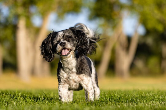 Bichon Shih Tzu Posing