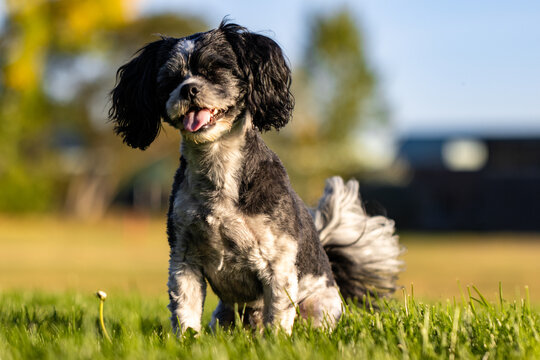 Bichon Shih Tzu Posing