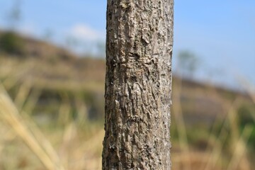 Upright tree trunks in the field during the day