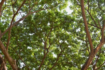 a shady tree beside the river at noon