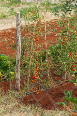 Ripening tomatoes on a private plot in Croatia.